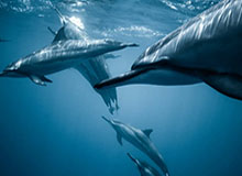 开云官网-CBA-胡金秋31+8+6孙铭徽12分 广厦力克青岛